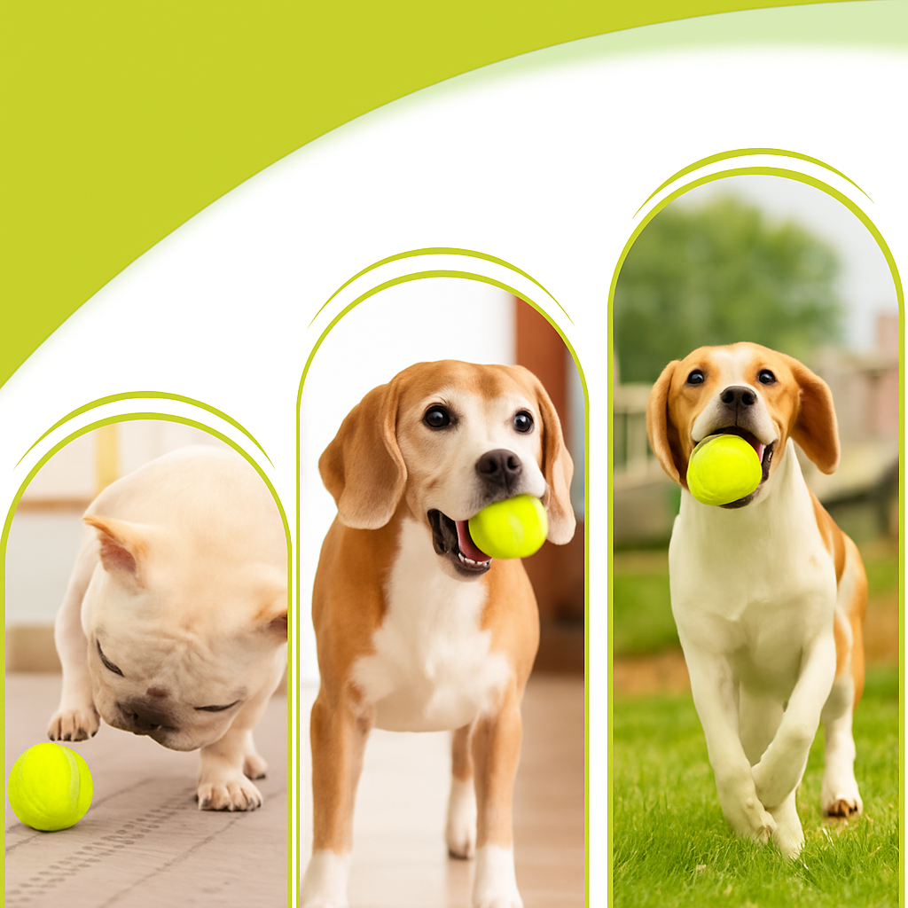 Distintas razas de perro jugando con pelota de tenis SplashDOGY